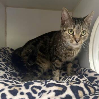 Rescue Domestic Short Hair Cats for Adoption in Reisterstown, Maryland - Espresso | PetCurious