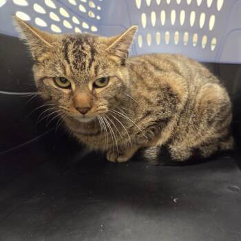 Domestic Short Hair Cats Available for Adoption - Hillary | PetCurious