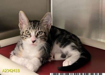 ROSS -  Domestic Short Hair Cat for Adoption in West Palm Beach, Florida - ROSS | PetCurious