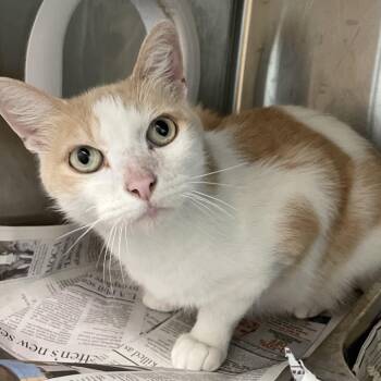 Rubio -  Domestic Short Hair Cat for Adoption in Los Angeles, California - Rubio | PetCurious