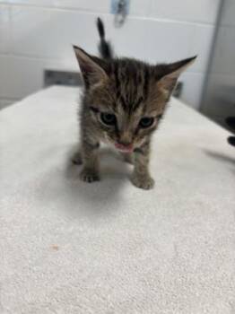 Tigress -  Domestic Short Hair Cat for Adoption in Daphne, Alabama - Tigress | PetCurious