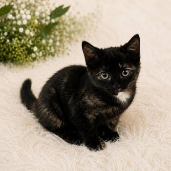 Baby -  Domestic Short Hair Cat for Adoption in Tylertown, Mississippi - Baby | PetCurious