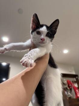 Esteban -  Domestic Short Hair Cat for Adoption in Bayonne, New Jersey - Esteban | PetCurious