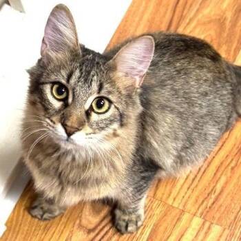 Fluff -  Domestic Short Hair Cat for Adoption in San Antonio, Texas - Fluff | PetCurious