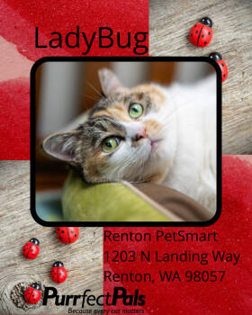 Rescue Dilute Calico Cats for Adoption in Arlington, Washington - LadyBug | PetCurious