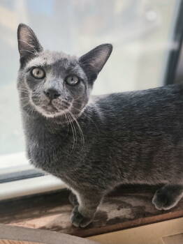 Rescue Domestic Short Hair Cats for Adoption in Greenville, Illinois - Storm | PetCurious