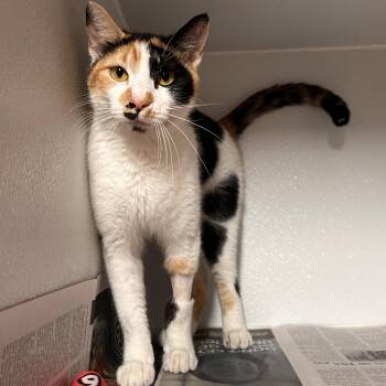 Isabel -  Domestic Short Hair Cat for Adoption in The Colony, Texas - Isabel | PetCurious