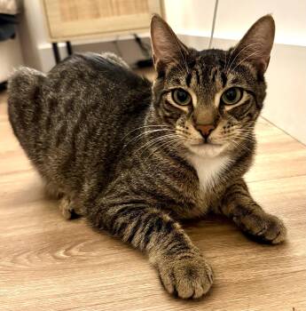 Brownstone Toby -  Domestic Short Hair and Tabby Cat for Adoption in Red Bank, New Jersey - Brownstone Toby | PetCurious