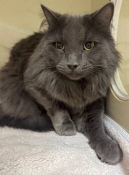 Domestic Long Hair Cats Available for Adoption in Winnipeg, Manitoba - Marmy | PetCurious