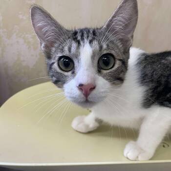 Rescue Domestic Short Hair Cats for Adoption in Hemet, California - Apollo | PetCurious