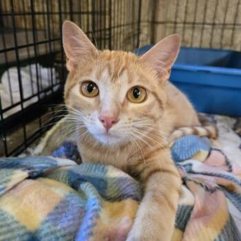 Abby -  Domestic Short Hair Cat for Adoption in Park Falls, Wisconsin - Abby | PetCurious