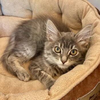 Rescue Domestic Long Hair Cats for Adoption in Los Angeles, California - Tango | PetCurious