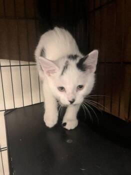 Dylan Piper -  Domestic Short Hair Cat for Adoption in Webster, Wisconsin - Dylan Piper | PetCurious