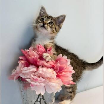 Willow -  Domestic Short Hair Cat for Adoption in Syosset, New York - Willow | PetCurious