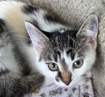 Pochacco -  Domestic Short Hair Cat for Adoption in Winnipeg, Manitoba - Pochacco | PetCurious
