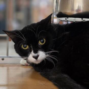 Domestic Short Hair Cats Available for Adoption in Chatham, Virginia - Jada Smith | PetCurious