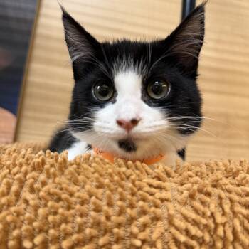 Kittens -  Domestic Medium Hair Cat for Adoption in Atlanta, Georgia - Kittens | PetCurious