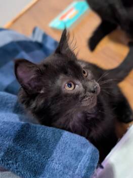 Ingrid -  Domestic Medium Hair Cat for Adoption in Absecon, New Jersey - Ingrid | PetCurious