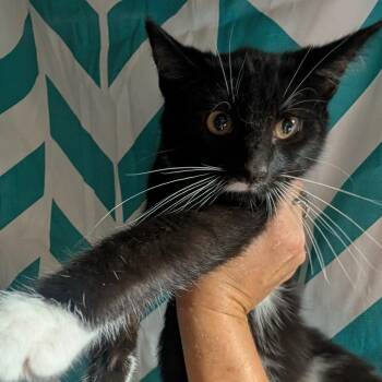 Rodeo -  Domestic Short Hair Cat for Adoption in Carmel, Indiana - Rodeo | PetCurious