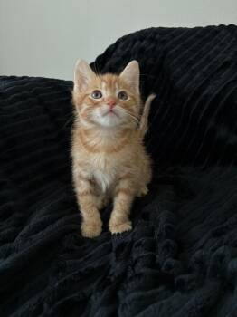 Garfield -  Domestic Medium Hair Cat for Adoption in Lancaster, California - Garfield | PetCurious
