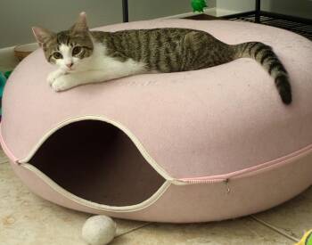 Sara -  Domestic Short Hair Cat for Adoption in Boca Raton, Florida - Sara | PetCurious