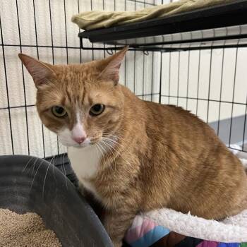 Rescue Domestic Short Hair Cats for Adoption in Las Vegas, Nevada - Baby Spice | PetCurious