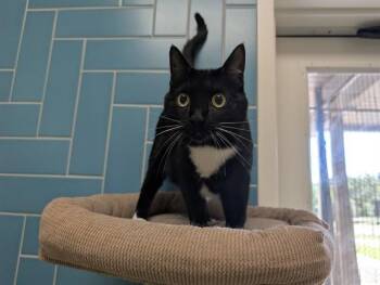 Domestic Short Hair Cats Available for Adoption in Rowlett, Texas - TIGER | PetCurious