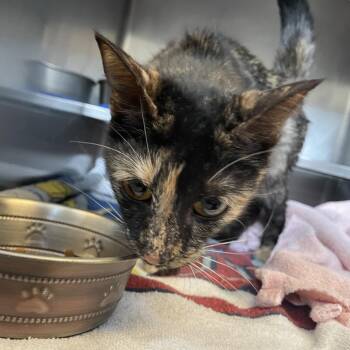 Domestic Short Hair Cats Available for Adoption in Bristol, Indiana - Junie B | PetCurious