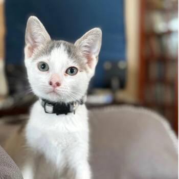 Rescue Domestic Short Hair Cats for Adoption in League City, Texas - Dorie | PetCurious