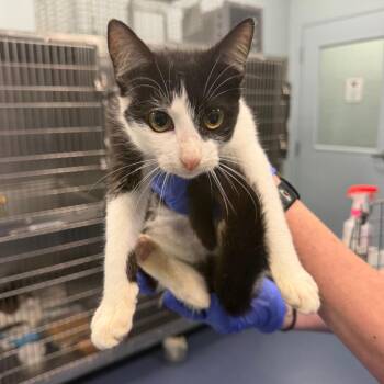 Minx -  Domestic Short Hair Cat for Adoption in Greensboro, North Carolina - Minx | PetCurious