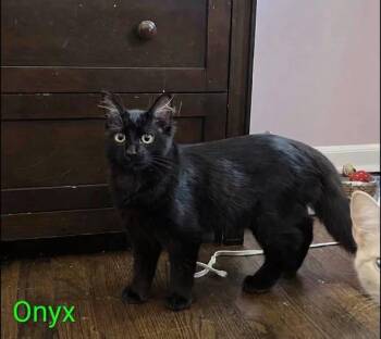 onyx -  Domestic Medium Hair Cat for Adoption in Westland, Michigan - Onyx | PetCurious