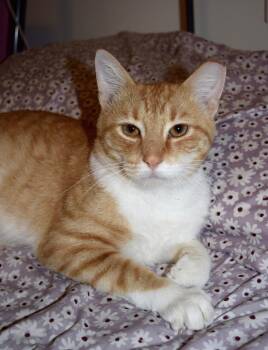 Rescue Domestic Short Hair Cats for Adoption in Nashville, Tennessee - Charlie | PetCurious