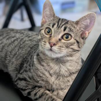 Polly McAtee -  Domestic Short Hair and Tabby Cat for Adoption in Morrison, Colorado - Polly McAtee | PetCurious