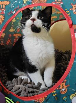 Serel -  Domestic Short Hair Cat for Adoption in Phoenix, Arizona - Serel | PetCurious