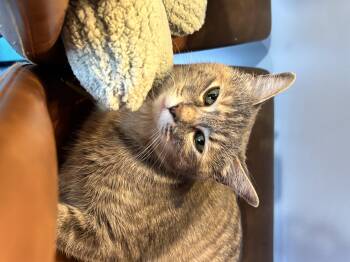 Grace -  American Shorthair Cat for Adoption in Liverpool, Texas - Grace | PetCurious