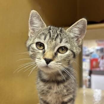 Toad -  Domestic Short Hair Cat for Adoption in Sonora, California - Toad | PetCurious