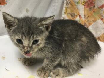 Rescue Domestic Short Hair Cats for Adoption in Riverside, California - FANNY | PetCurious