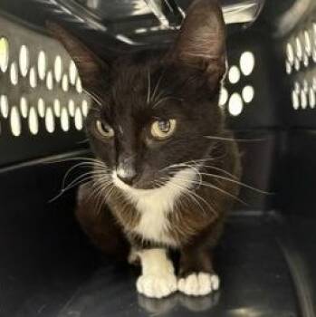 Susan -  Domestic Short Hair Cat for Adoption in Charleston, South Carolina - Susan | PetCurious
