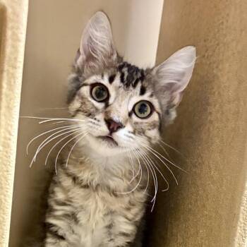 Kahlua -  Domestic Medium Hair Cat for Adoption in Sonora, California - Kahlua | PetCurious