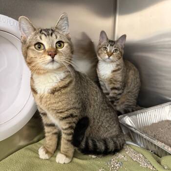 Rescue Domestic Short Hair Cats for Adoption in Spokane, Washington - Bronco | PetCurious