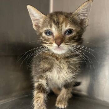 Nugget -  Domestic Short Hair Cat for Adoption in Valley, Alabama - Nugget | PetCurious