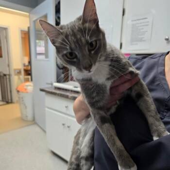 Trisha -  Domestic Short Hair Cat for Adoption in Fort Bragg, California - Trisha | PetCurious