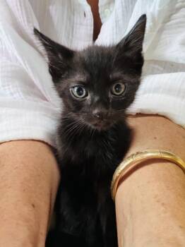 DRACO -  Domestic Short Hair Cat for Adoption in Burbank, California - DRACO | PetCurious