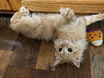 Mac -  Domestic Long Hair Cat for Adoption in Campbellsville, Kentucky - Mac | PetCurious