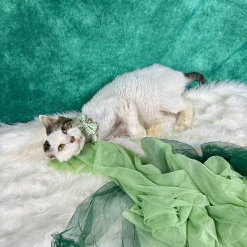 Buster -  Domestic Short Hair Cat for Adoption in Houston, Texas - Buster | PetCurious