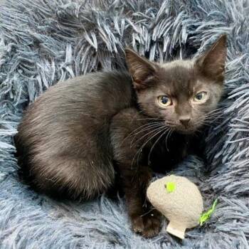 Betty -  Domestic Short Hair Cat for Adoption in Jupiter, Florida - Betty | PetCurious