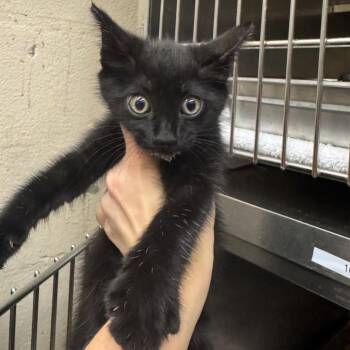 Richi -  Domestic Short Hair Cat for Adoption in Birmingham, Alabama - Richi | PetCurious