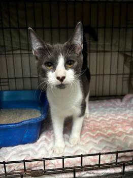 Nimbus -  Domestic Short Hair Cat for Adoption in Corpus Christi, Texas - Nimbus | PetCurious
