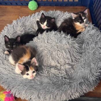 Sizzle -  Domestic Short Hair Cat Available for Adoption in Jupiter, Florida - Sizzle | PetCurious