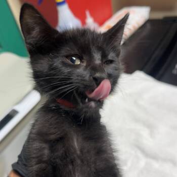 Hayden -  Domestic Short Hair Cat for Adoption in Lakewood, Colorado - Hayden | PetCurious